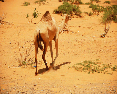 CELESTYAL CRUISES ICONIC ARABIA 5DS A BORDO DEL DISCOVERY 2025/2026 - PROMO 