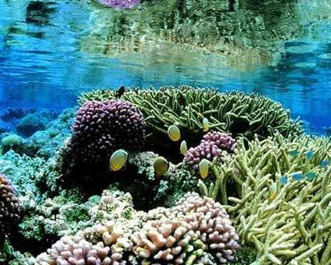 SRI LANKA, LA LAGRIMA DE LA INDIA Y EXTENSION PLAYA HOTEL RIU AHUNGALLA (desde Noviembre 2025 hasta Abril 2026)