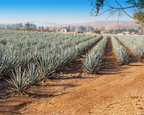 TREN JOSE CUERVO EXPRESS