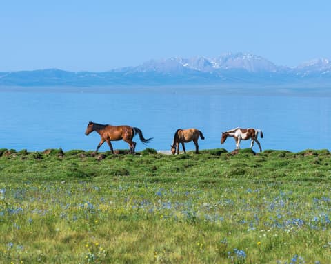 Esencias de Kirguistán 