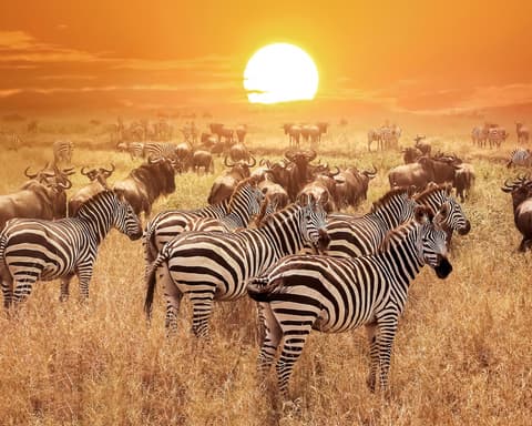 Wonders of Kenya and Tanzania