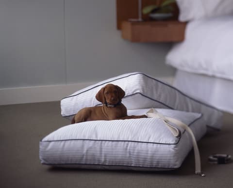 The Westin Washington, D.C. City Center, Room