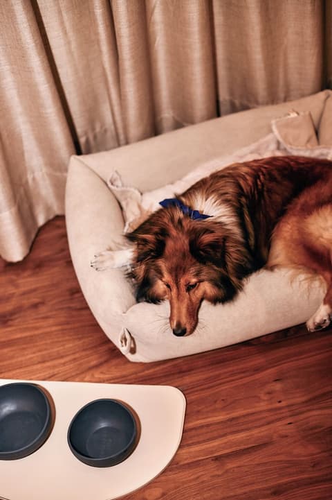 Hacienda del Mar member of Meliá Collection, Pet-friendly