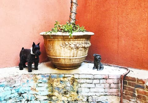 Soho Grand Hotel, Pet-friendly