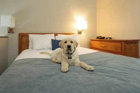 Whistler Village Inn And Suites, Pet-friendly