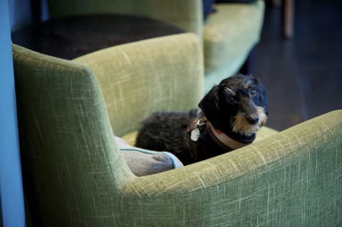 The Lodge Hotel - Putney, Lobby