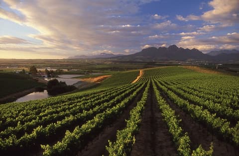 Protea Hotel by Marriott Stellenbosch, Winery