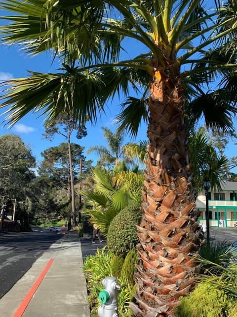 Monterey Pines Inn, Property grounds