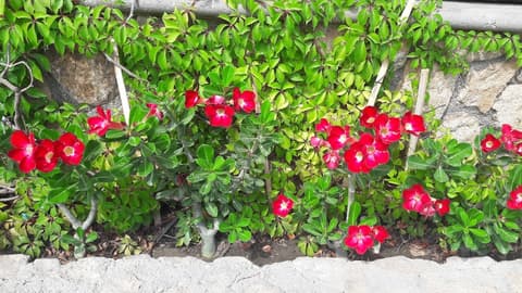 Cabo Vista Hotel - Adults only, Exterior detail