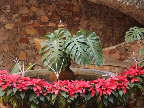 Hotel Los Arcos, Terrace/patio