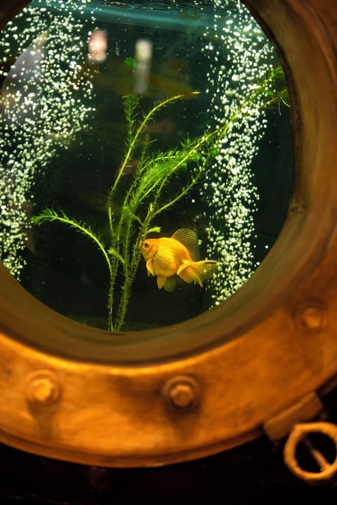 Filiberto By iPPA, Restaurant