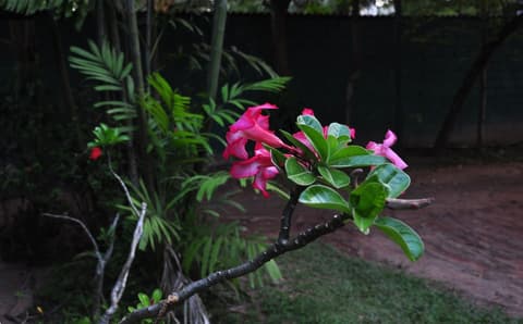 Sun UP Hotel, Garden