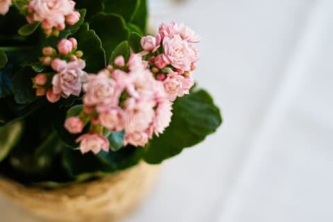 Hotel Don Pepe, Lobby