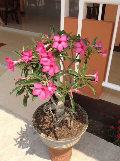 Cordelia Chiangrai, Property grounds