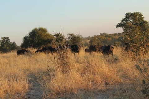 Khwai Mobile Camp, Safari