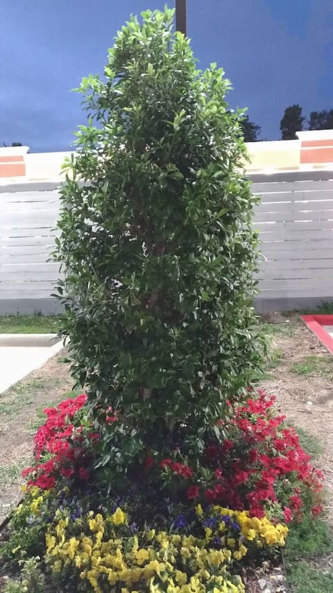 Haven Inn & Suites Downtown Houston, Garden