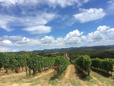 Dievole Wine Resort, Exterior