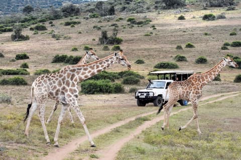 Zuurberg Mountain Village, Game drive
