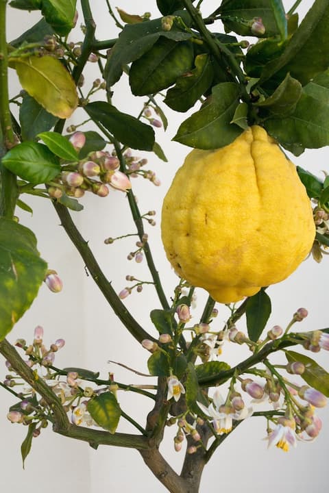 Alla Giudecca, Garden