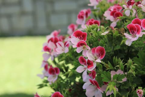 Meuble Cima Bianca Garni, Garden