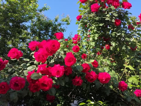 Pergamon Pension, Front of property - evening/night