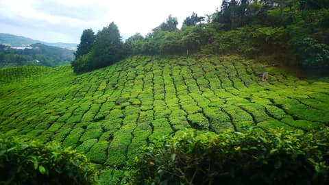 Zetter Suites, Garden