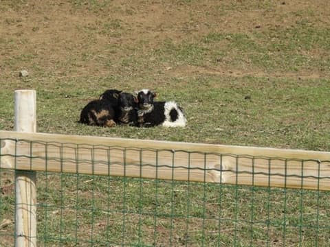 Lamb Inn Öngulsstaðir, Courtyard