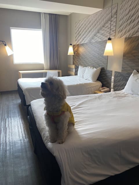 ibis Mexico Tlalnepantla, Room