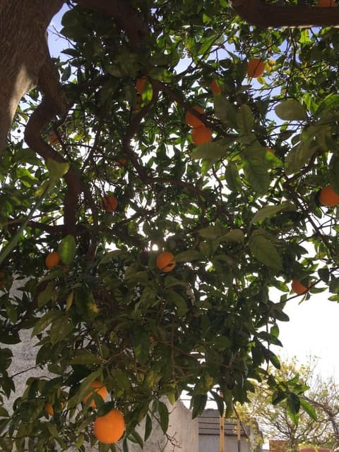 Forte Colorado, Property grounds