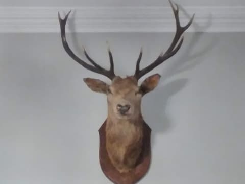 Greenland House B&B, Reception