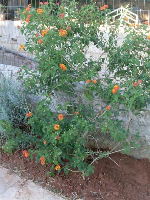 B&B Li Cuti, Exterior detail