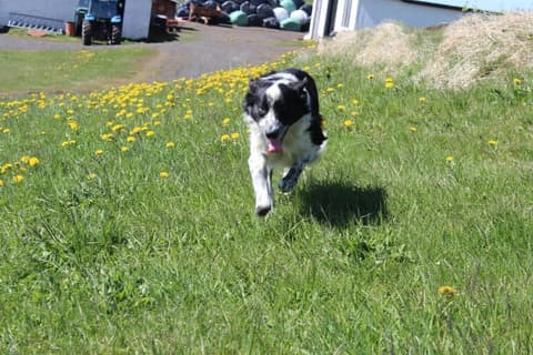 Skammidalur Guesthouse, 