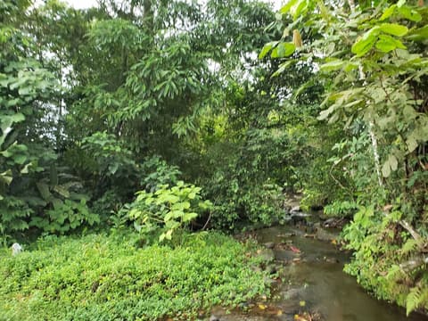 Rooms Flora y Fauna del Arenal, Garden