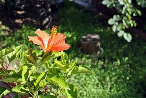 B&B Le Chiocciole, Garden