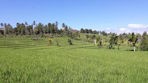 Asiana Lovina Hotel, Property grounds