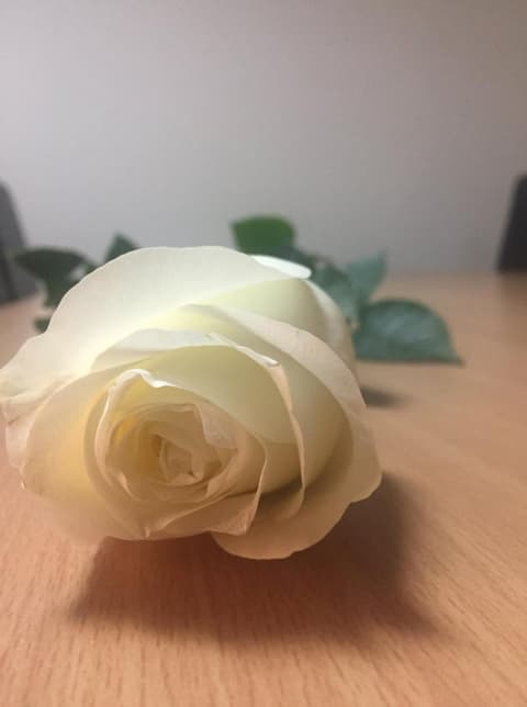 Euro Hotel, Miscellaneous