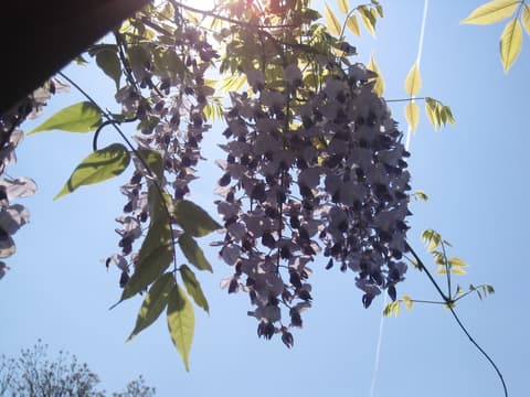 Bel Sit, Exterior detail