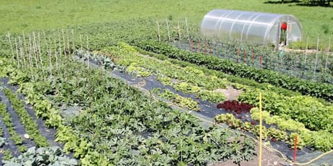 Comtes de Challant, Garden