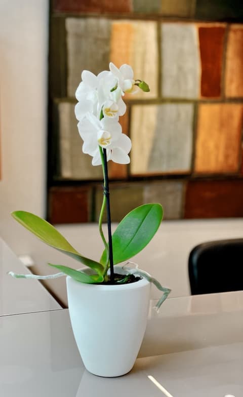 SM Hotel Sant Antoni, Reception