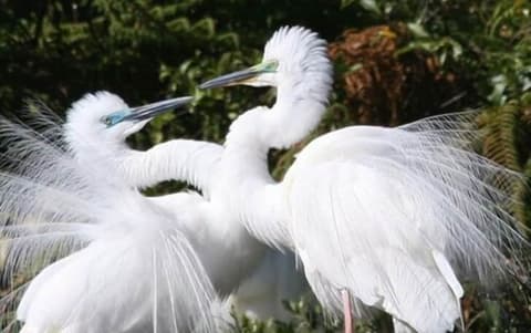 Bella Vista Motel Franz Josef Glacier, Game viewing