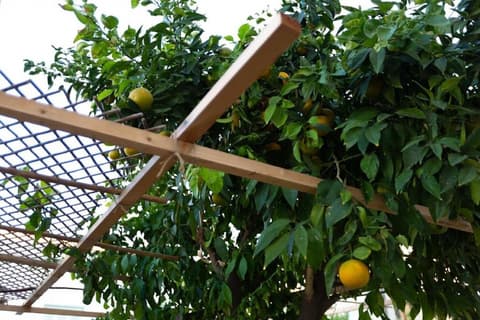 Aladdin's Hostel, Garden