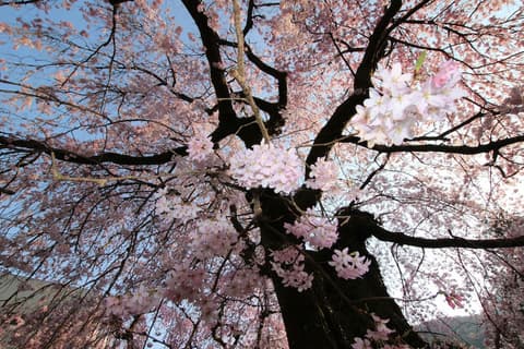 Taisho modern Villa ZEN, View from room