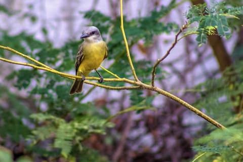 Hotel Hacienda de Vallarta Centro, Interior