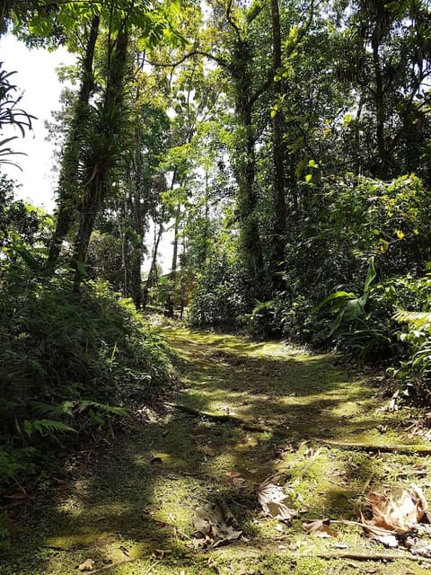 Yellow Tree Suites, Ecotours