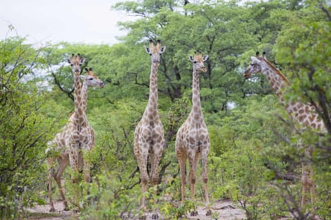 Victoria Falls Safari Lodge, Game viewing