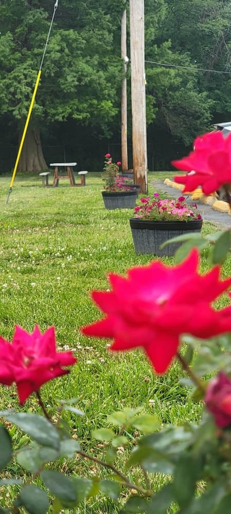 Royal Relax Inn, Garden