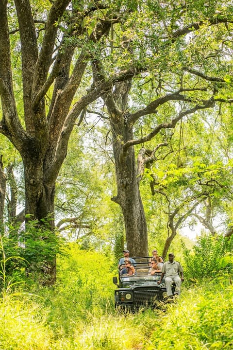 Karongwe - Chisomo Safari Camp, Game drive