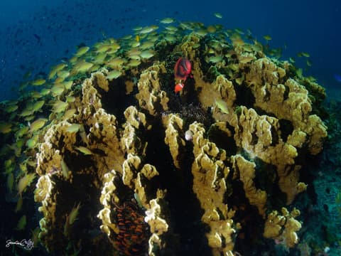 Turtle Bay Dive Resort, Sports facility