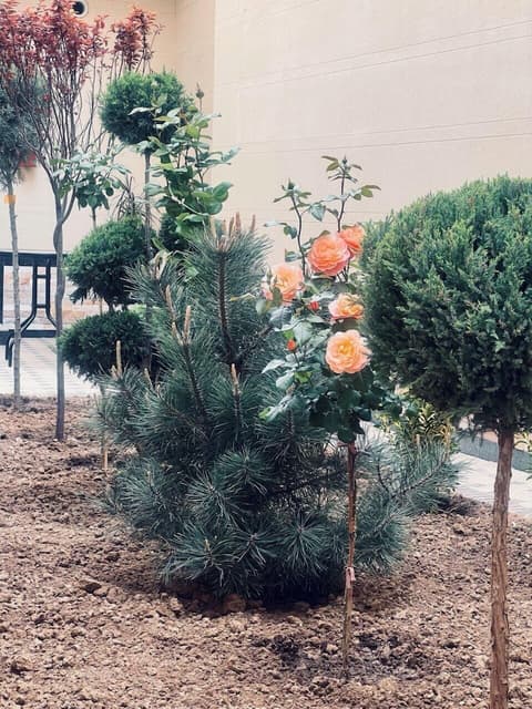 Bristol Hotel Tashkent, Courtyard