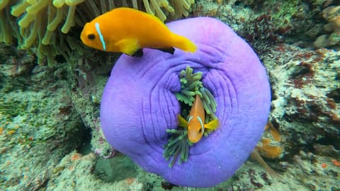 Dhangethi Inn, Beach